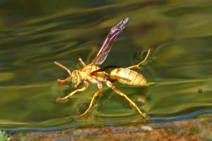 Tarantula Hawk Wasp