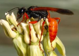 Tarantula Hawk Wasp