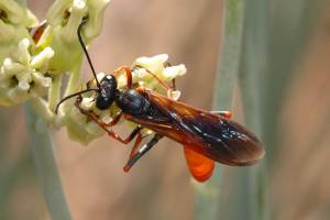 Tarantula Hawk Wasp