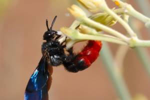 Tarantula Hawk Wasp