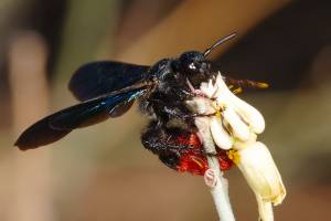 Tarantula Hawk Wasp