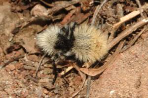 Tarantula Hawk Wasp