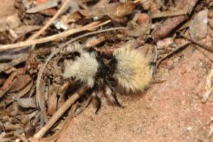 Tarantula Hawk Wasp