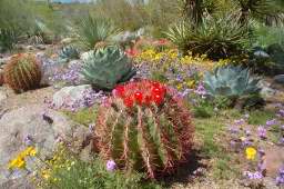 Boyce Thompson Arboretum in bloom