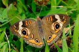 Common Buckeye