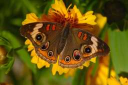 Common Buckeye