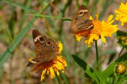 Common Buckeye