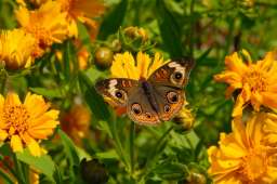 Common Buckeye