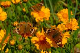 Common Buckeye