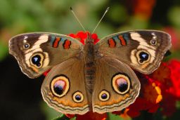 Common Buckeye