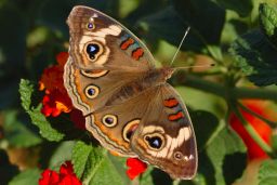 Common Buckeye