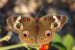 Common Buckeye