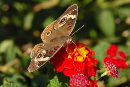 Common Buckeye