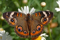 Common Buckeye