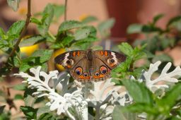 Common Buckeye