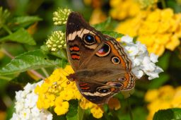 Common Buckeye