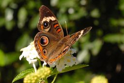 Common Buckeye