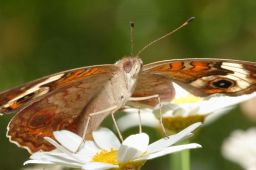 Common Buckeye