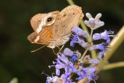 Common Buckeye