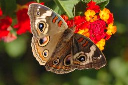 Common Buckeye