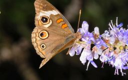 Common Buckeye