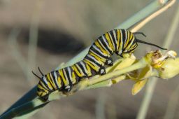 Monarch Caterpillar