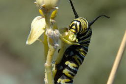 Monarch Caterpillar