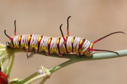 Queen Caterpillar