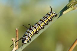 Queen Caterpillar