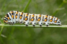 Black Swallowtail Caterpillar