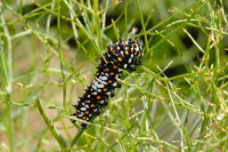 Black Swallowtail Caterpillar