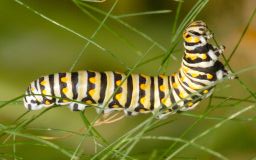 Black Swallowtail Caterpillar