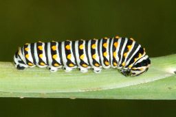 Black Swallowtail Caterpillar