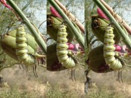 Queen caterpillar transforming to a chrysalis