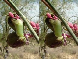 Queen caterpillar transforming to a chrysalis