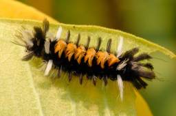 Milkweed Tiger Moth Caterpillar