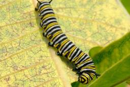 Monarch Caterpillar