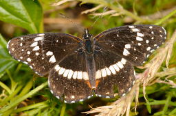 Bordered Patch Butterfly