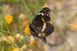 Bordered Patch Butterfly