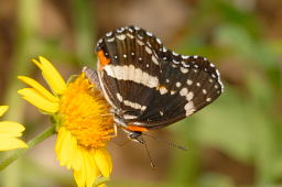 Bordered Patch Butterfly