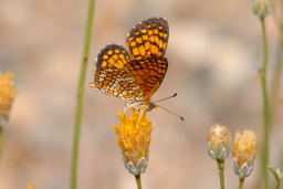 Elada Checkerspot Butterfly