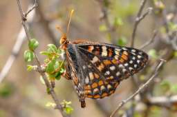 Variable Checkerspot Butterfly