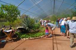 Desert Botanical Garden Butterflies