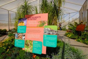 Desert Botanical Garden Butterfly Pavilion