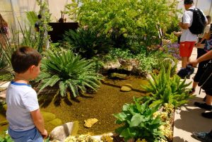 Desert Botanical Garden Butterfly Pavilion