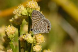 Marine Blue Butterfly