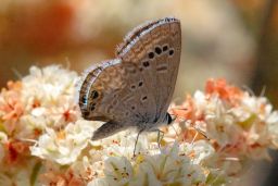 Reakirts Blue Butterfly