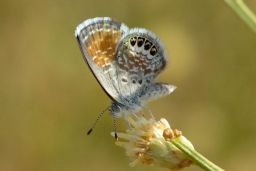 Western Pygmy-Blue Butterfly