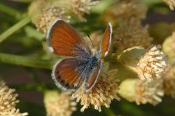 Western Pygmy-Blue Butterfly