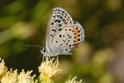 Acmon Blue Butterfly